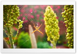 Garden Spider Ultra HD Wallpaper for 4K UHD Widescreen desktop, tablet & smartphone