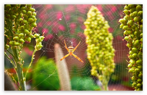 Garden Spider UltraHD Wallpaper for UHD 16:9 ; HD 16:9 ; UltraWide 32:9 32:10 ; Widescreen 16:10 5:3 ; Fullscreen 4:3 5:4 3:2 ; Tablet 1:1 ; Mobile 3:5 3:4 ; Dual 16:10 5:3 16:9 4:3 5:4 ;