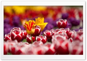Garden Tulips Ultra HD Wallpaper for 4K UHD Widescreen desktop, tablet & smartphone