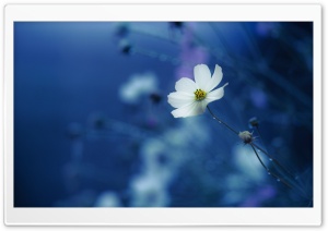 Garden White Cosmos Flower 4K UHD Wallpaper for Widescreen and UltraWide Desktop, UltraHD TV, Smartphone, Tablet