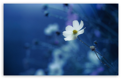 Garden White Cosmos Flower UltraHD Wallpaper for UHD 16:9 ; HD 16:9 ; UltraWide 21:9 24:10 32:9 32:10 ; Widescreen 16:10 5:3 ; Fullscreen 4:3 5:4 3:2 ; Tablet 1:1 ; Mobile 9:16 9:19.5 9:20 9:21 9:22 10:16 2:3 3:5 3:4 ; Dual 16:10 5:3 16:9 4:3 5:4 3:2 ;