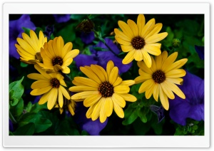 Gather in Yellow Ultra HD Wallpaper for 4K UHD Widescreen desktop, tablet & smartphone