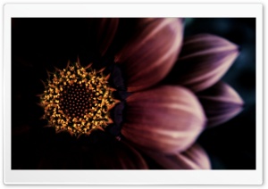 Gazania Dark Background Ultra HD Wallpaper for 4K UHD Widescreen desktop, tablet & smartphone