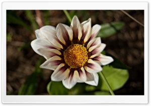 Gazania Flower Ultra HD Wallpaper for 4K UHD Widescreen desktop, tablet & smartphone