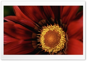 Gazania Macro Ultra HD Wallpaper for 4K UHD Widescreen desktop, tablet & smartphone