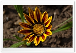 Gazania Tiger Stripe Ultra HD Wallpaper for 4K UHD Widescreen desktop, tablet & smartphone