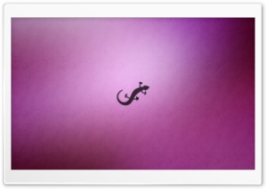 Gecko Ultra HD Wallpaper for 4K UHD Widescreen desktop, tablet & smartphone