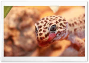 Gecko Leopard Ultra HD Wallpaper for 4K UHD Widescreen desktop, tablet & smartphone