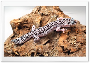 gecko leopardo Ultra HD Wallpaper for 4K UHD Widescreen Desktop, Lockscreen, Screensaver, TV, Tablet, Smartphone