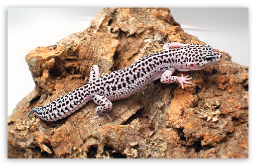 gecko leopardo UltraHD Wallpaper for Widescreen 16:10 WHXGA WQXGA WUXGA WXGA ;