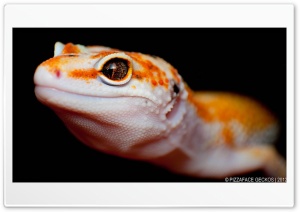 gecko leopardo Ultra HD Wallpaper for 4K UHD Widescreen Desktop, Lockscreen, Screensaver, TV, Tablet, Smartphone