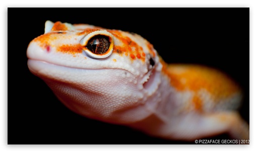 gecko leopardo 4K & 8K UltraHD Background Wallpaper for 4K UHD TV & Desktop : Smartphone & Tablet Devices