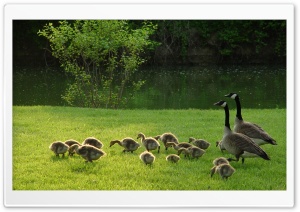 Geese And Goslings Ultra HD Wallpaper for 4K UHD Widescreen desktop, tablet & smartphone