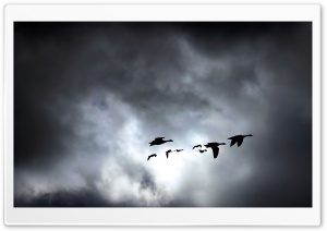 Geese Migrating Dark Ultra HD Wallpaper for 4K UHD Widescreen desktop, tablet & smartphone