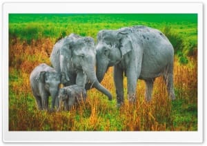 Gentle Affection Within an Elephant Family 4K UHD Wallpaper for Widescreen and UltraWide Desktop, UltraHD TV, Smartphone, Tablet