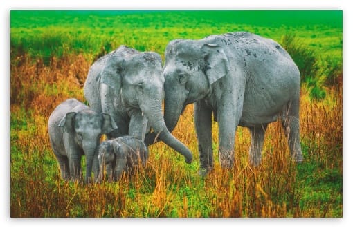Gentle Affection Within an Elephant Family UltraHD Wallpaper for UHD 16:9 ; HD 16:9 ; UltraWide 21:9 24:10 ; Widescreen 16:10 ; Fullscreen 3:2 ;