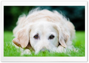 Gentle Puppy Eyes Ultra HD Wallpaper for 4K UHD Widescreen desktop, tablet & smartphone