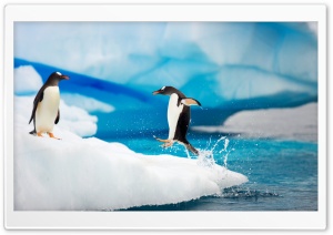 Gentoo Penguins Ultra HD Wallpaper for 4K UHD Widescreen desktop, tablet & smartphone