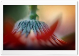 Gerbera Ultra HD Wallpaper for 4K UHD Widescreen desktop, tablet & smartphone