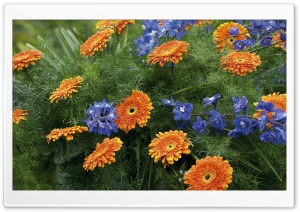 Gerbera Bouquet 4K UHD Wallpaper for Widescreen and UltraWide Desktop, UltraHD TV, Smartphone, Tablet