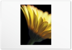 Gerbera Daisies 4K UHD Wallpaper for Widescreen and UltraWide Desktop, UltraHD TV, Smartphone, Tablet
