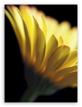 Gerbera Daisies UltraHD Wallpaper for Mobile 3:4 ;