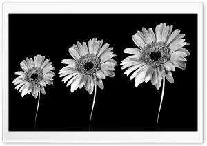 Gerbera Daisies Black And White Ultra HD Wallpaper for 4K UHD Widescreen desktop, tablet & smartphone
