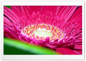 Gerbera Daisies Flowers 10 Ultra HD Wallpaper for 4K UHD Widescreen desktop, tablet & smartphone