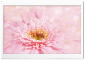 Gerbera Daisies Flowers 12 4K UHD Wallpaper for Widescreen and UltraWide Desktop, UltraHD TV, Smartphone, Tablet