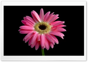 Gerbera Daisies Flowers 14 Ultra HD Wallpaper for 4K UHD Widescreen desktop, tablet & smartphone