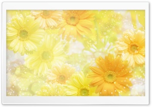 Gerbera Daisies Flowers 15 Ultra HD Wallpaper for 4K UHD Widescreen desktop, tablet & smartphone