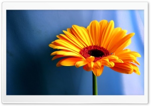 Gerbera Daisies Flowers 18 Ultra HD Wallpaper for 4K UHD Widescreen desktop, tablet & smartphone