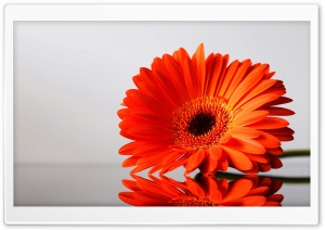 Gerbera Daisies Flowers 3 Ultra HD Wallpaper for 4K UHD Widescreen desktop, tablet & smartphone