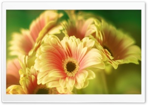 Gerbera Daisy Bouquet Ultra HD Wallpaper for 4K UHD Widescreen desktop, tablet & smartphone