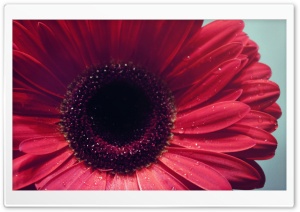 Gerbera Flower Ultra HD Wallpaper for 4K UHD Widescreen desktop, tablet & smartphone