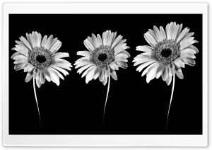 Gerbera Flowers -  Minimalism Ultra HD Wallpaper for 4K UHD Widescreen desktop, tablet & smartphone