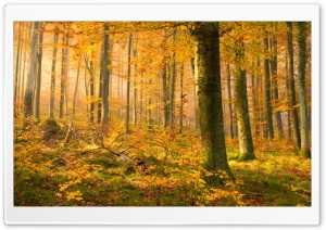 German Forest In Autumn Ultra HD Wallpaper for 4K UHD Widescreen desktop, tablet & smartphone