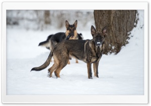 German Shepherd in Snow Ultra HD Wallpaper for 4K UHD Widescreen desktop, tablet & smartphone