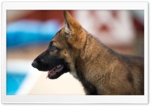 German Shepherd Puppy Ultra HD Wallpaper for 4K UHD Widescreen desktop, tablet & smartphone