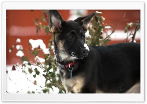 German Shepherd Puppy Snow Ultra HD Wallpaper for 4K UHD Widescreen desktop, tablet & smartphone