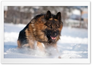 German Shepherd Running In Snow Ultra HD Wallpaper for 4K UHD Widescreen desktop, tablet & smartphone