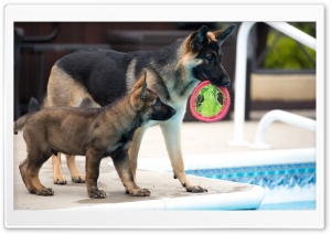 German Shepherd with Puppy Shepherd Ultra HD Wallpaper for 4K UHD Widescreen desktop, tablet & smartphone