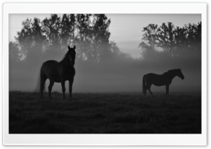 Ghost horses Ultra HD Wallpaper for 4K UHD Widescreen desktop, tablet & smartphone