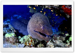 Giant Moray, Red Sea Ultra HD Wallpaper for 4K UHD Widescreen desktop, tablet & smartphone