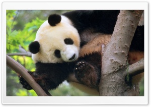 Giant Panda In A Tree Ultra HD Wallpaper for 4K UHD Widescreen desktop, tablet & smartphone