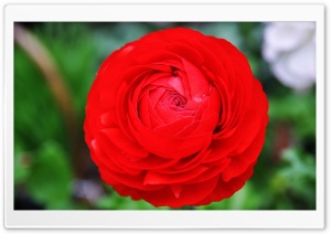 Giant Red Flower Ultra HD Wallpaper for 4K UHD Widescreen desktop, tablet & smartphone