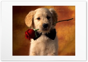 gift 4K UHD Wallpaper for Widescreen and UltraWide Desktop, UltraHD TV, Smartphone, Tablet