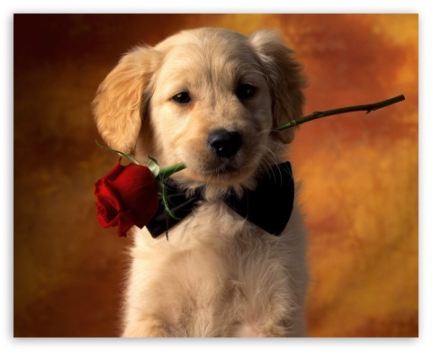 gift UltraHD Wallpaper for Fullscreen 5:4 ;