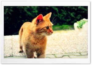 Ginger Cat Ultra HD Wallpaper for 4K UHD Widescreen desktop, tablet & smartphone
