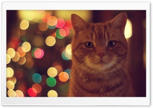 Ginger Cat Ultra HD Wallpaper for 4K UHD Widescreen desktop, tablet & smartphone